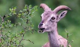 肥羊卷儿爆料原视频,原视频背后的惊人真相